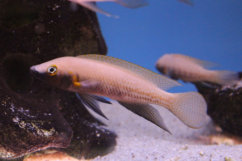 Neolamprologus nigriventris